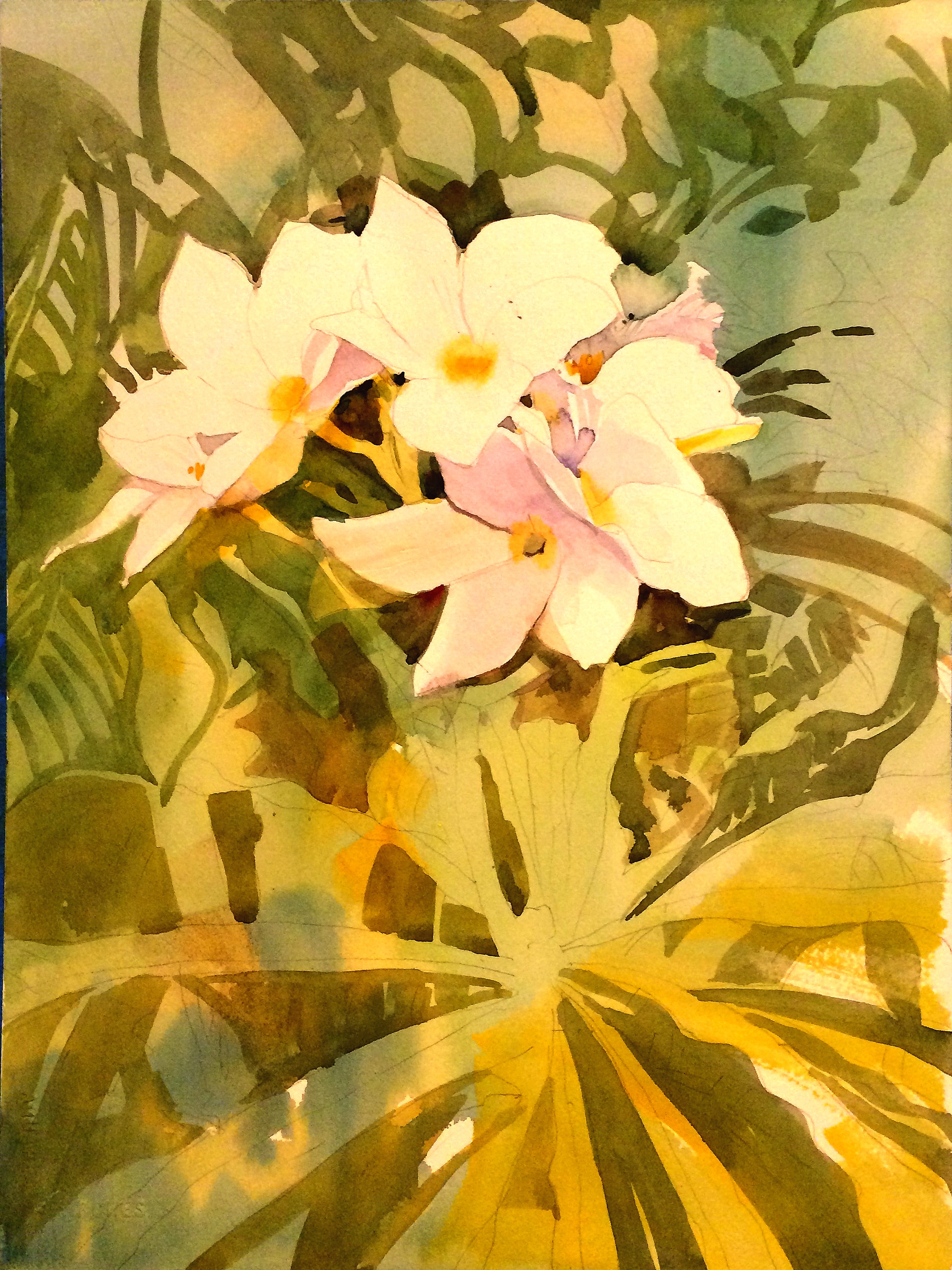 Frangipani — Watercolor on paper