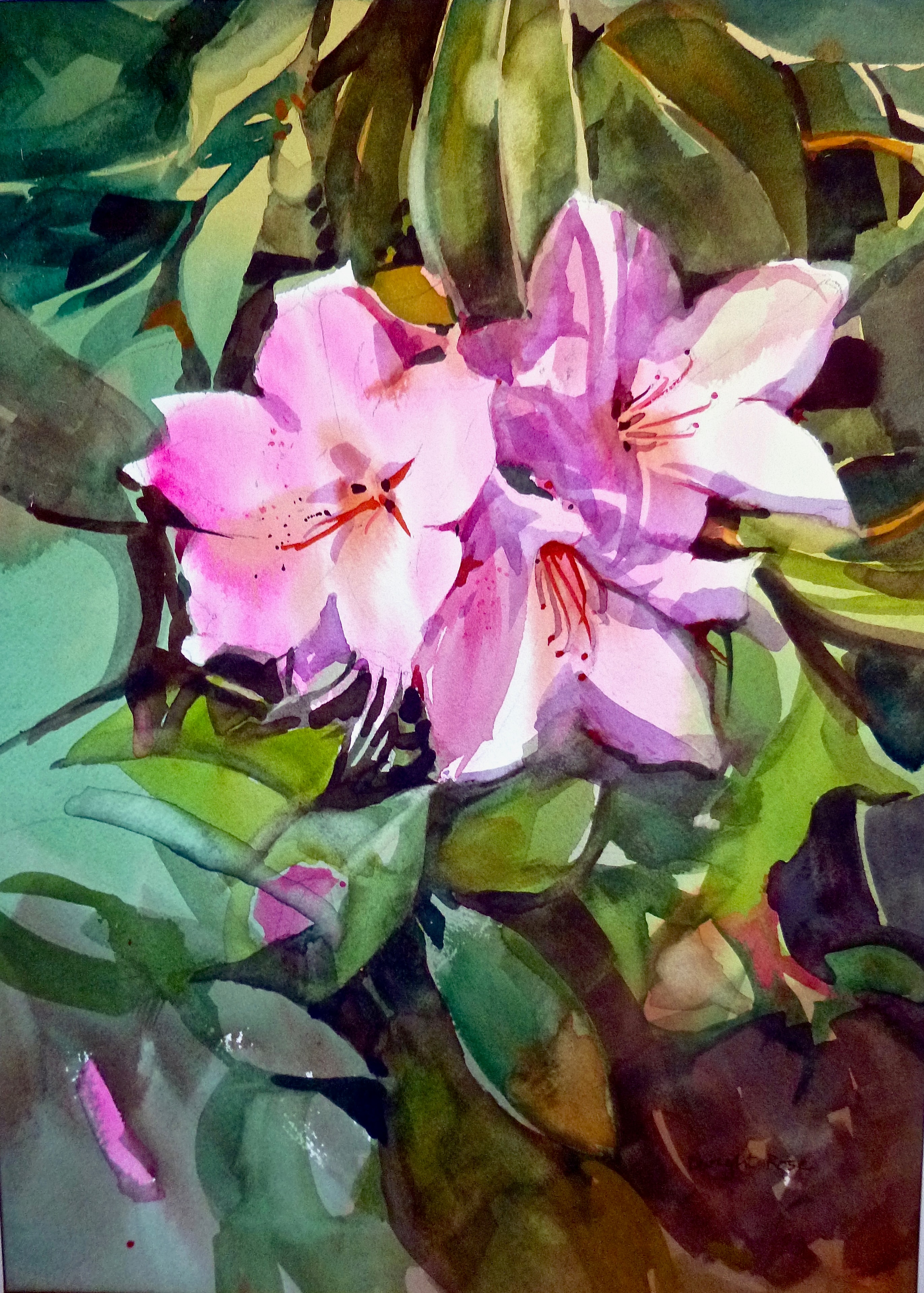 Rhododendron — Watercolor on paper