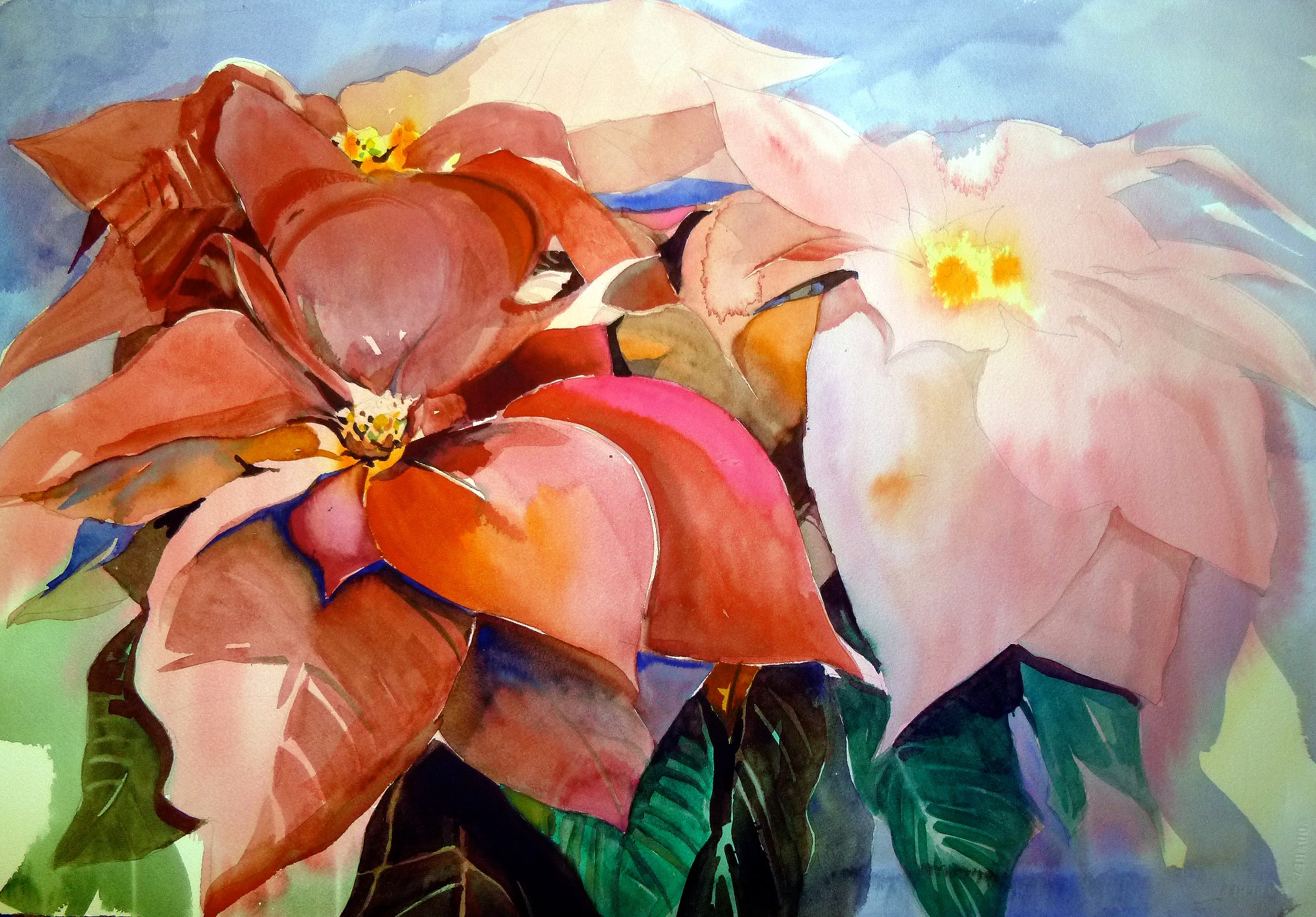 Poinsettia — Watercolor on paper